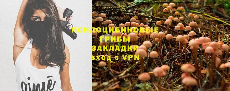 Галлюциногенные грибы Psilocybine cubensis  Дмитровск 